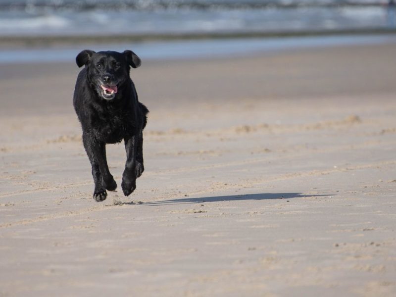 Altoparlanti in spiaggia per ritrovare i cani smarriti