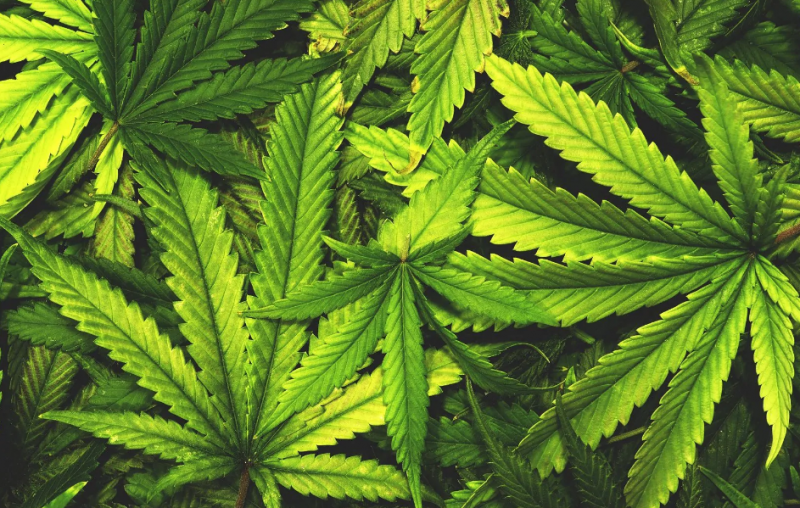 Presentata a San Marino una legge per la coltivazione e la filiera agro-industriale della cannabis