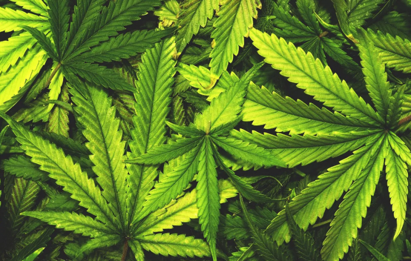 Cannabis terapeutica, grandi affari in arrivo per San Marino