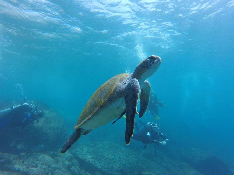 Riccione. Rilasciate in mare due tartarughe dopo le cure della Fondazione Cetacea