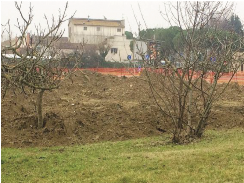 Riccione (Rn). Distrutto il ‘Bosco dei ciliegi’ di Tonino Guerra