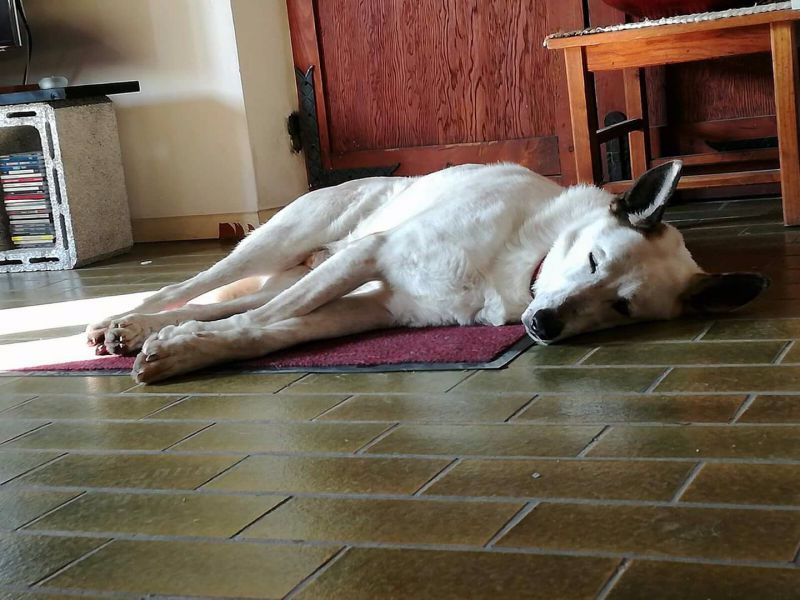 Killer dei cani, Libera: “Stufi dell’impunità: chiediamo giustizia”