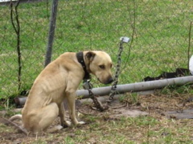 Rimini. Aveva causato la morte del cane legandolo alla catena: condannato ad un anno e nove mesi