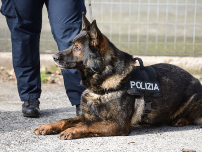 Rimini. Vigili senza cani poliziotto: mancano i soldi per comprarli
