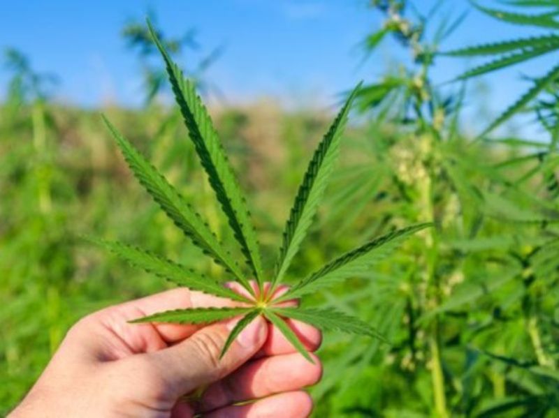 Lorenzo Bugli, Dc: “Sì a un utilizzo intelligente della cannabis a San Marino”