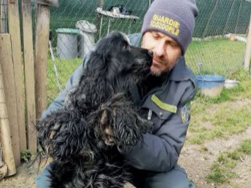 Rimini. Blitz nell’allevamento lager, liberi 12 cani abbandonati tra urine e feci