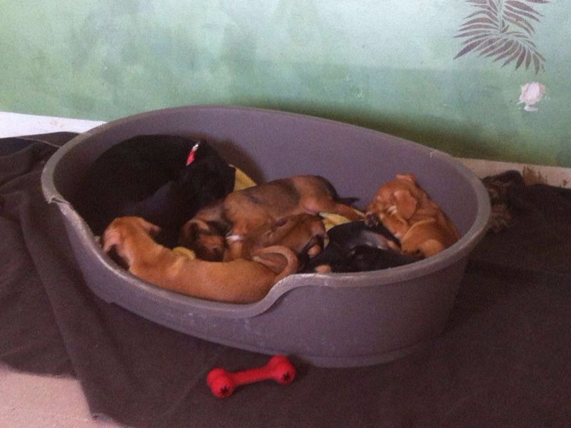 Rimini. Tutti i sette cuccioli di Scintilla adottati in quattro giorni