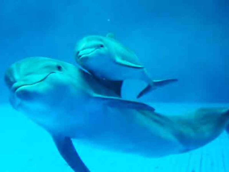 Trovato morto un delfino neonato sulla battigia a Riccione