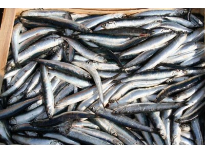 Rimini. Sequestrati 1500 Kg di pesce ‘rigenerato’: in quattro denunciati. Corriere Romagna