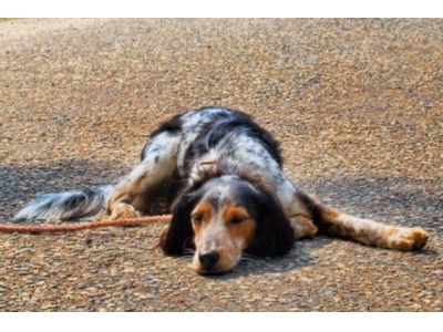 L’informazione di San Marino. Cane abbandonato nei suoi escrementi salvato dal veterinario