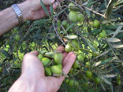 San Marino Oggi. Incontro tecnico sulla raccolta e lavorazione delle olive