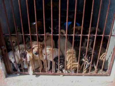 Rimini. Operazione Maki: tratta di cuccioli, denunce e sequestri. Corriere Romagna
