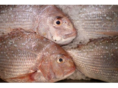 San Marino. Sequestrato pesce avariato destinato soprattutto al mercato di San Marino. L’informazione