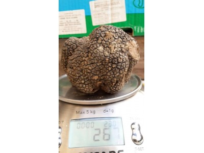 San Marino. Associazione Tartufai e Tartuficoltori Sammarinesi, trovato bell’esemplare di tartufo nero estivo