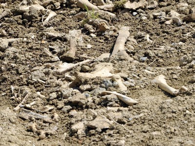 Rimini. Resti di ossa umane trovati in un campo a Montebello: si cerca il Dna. Corriere Romagna