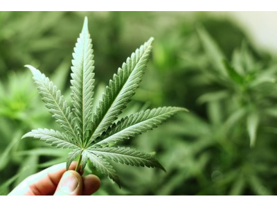 San Marino. Presentata un’istanza d’Arengo sulla legalizzazione della cannabis per cure specifiche. La Serenissima