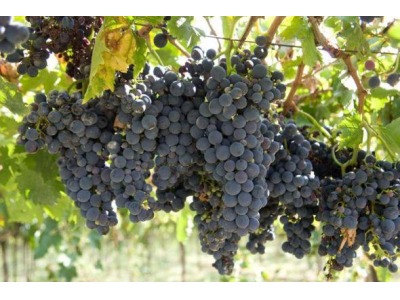 Dop Colli di Rimini: il Comune di Verucchio presenta l’istanza per il riconoscimento del vitigno rosso Veruccese