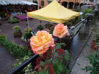 La rosa di San Marino protagonista di ‘Florea’