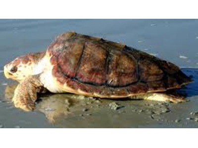Rimini. Trovate nove tartarughe morte sulle spiagge della riviera. La Cronaca NQ di Rimini