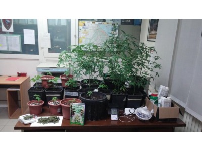Santarcangelo (Rn). Coltivava marijuana in cantina: arrestato un 50enne. La Cronaca NQNews