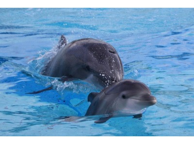 Rimini. Un nome per il delfino nato a Oltremare la scorsa estate, domenica a ‘L’Arca di Noè su canale 5