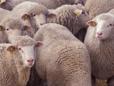 Mondaino (Rn). Lupi sbranano gregge di pecore. Corriere Romagna