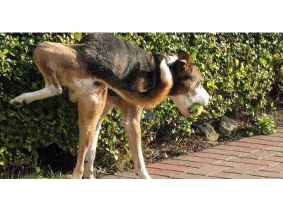 Rimini. ‘Evade’ gli arresti domiciliari per portare il cane a fare pipi’ in giardino: e la moglie lo denuncia. La Voce di Romagna