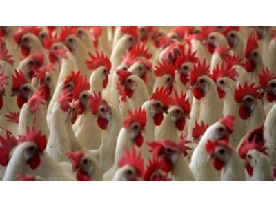 San Marino. Focolai di influenza aviaria in allevamenti di pollame in Emilia Romagna: le rassicurazioni della Segreteria Sanita’