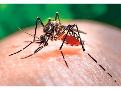 Rimini. Virus Zika, un 30enne torna infetto dalle vacanze. Ansa