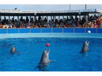 Rimini. I 4 delfini del delfinario dicono addio a Rimini. Corriere Romagna