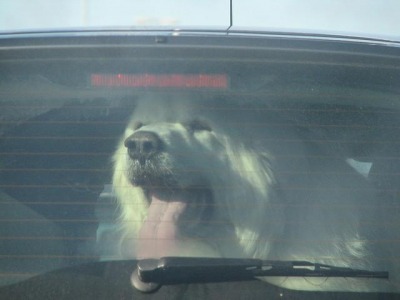 San Marino. Cane chiuso in auto, sfondano vetro per salvarlo. L’Informazione di San Marino