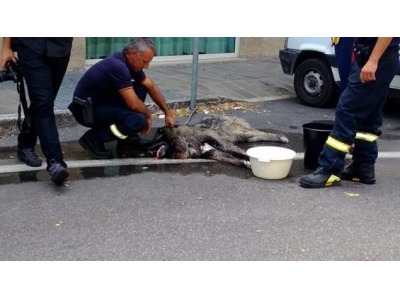 San Marino. Morto il cane abbandonato in auto: la risposta della UOS Sanità veterinaria e igiene alimentare all’Apas