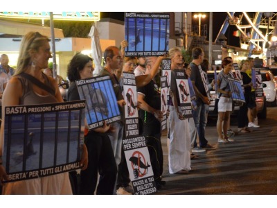 Rimini. ‘Basta con i delfinari’: raccolte olre duemila firme