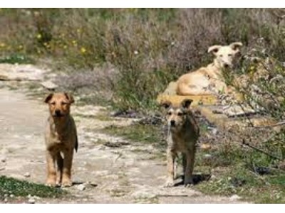 San Marino. ‘+ sterilizzazioni  – abbandoni’, campagna per la sterilizzazione degli animali. Apas