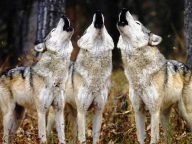 I lupi spaventano la valle del Marecchia: «Troppi attacchi»
