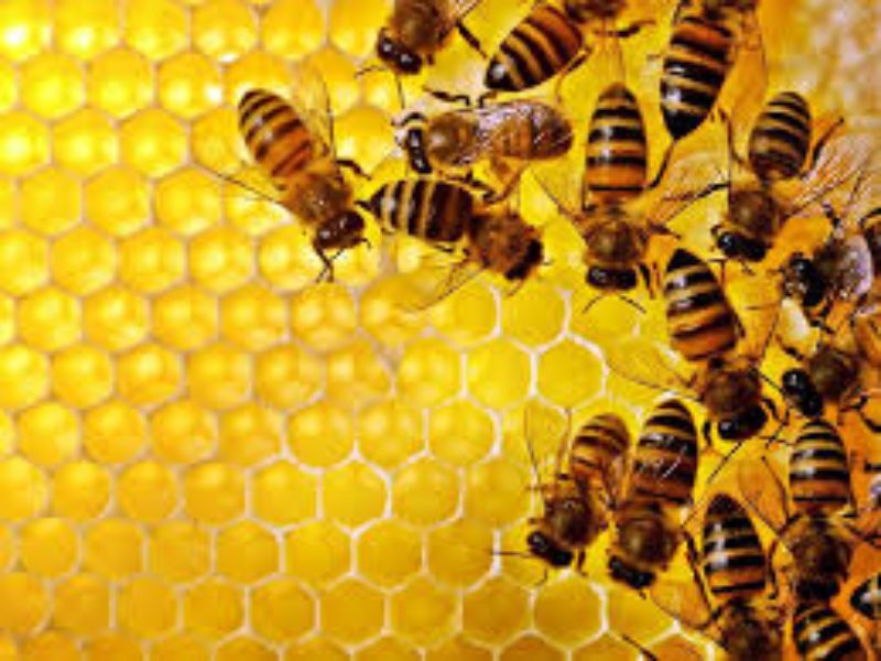 Gli apicoltori di San Marino lanciano l’allarme: “Quasi azzerata la produzione di miele nel 2021”