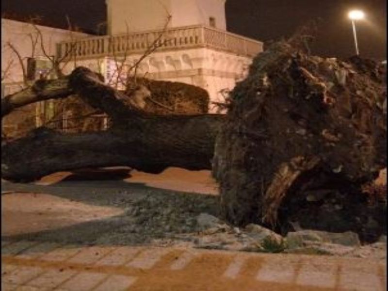 Forte vento nella notte, sei alberi pubblici abbattuti dalle raffiche