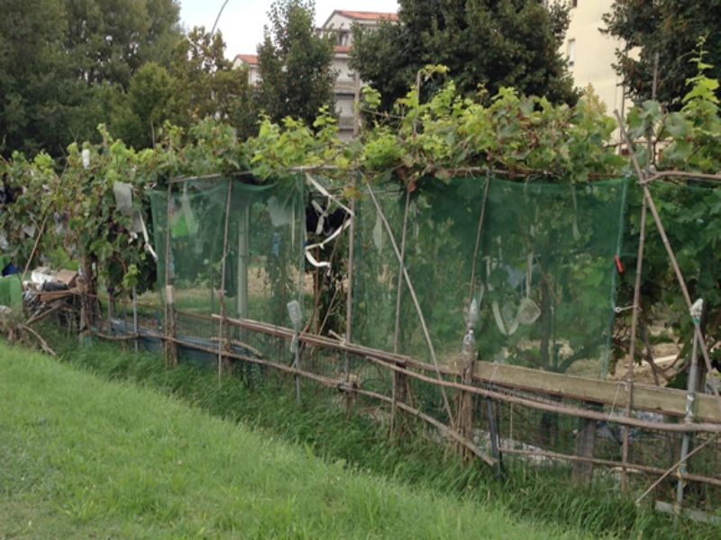 L’Informazione di San Marino: “Accertati orti abusivi a Fiorentino dal 2015, ma non si è mai intervenuti”