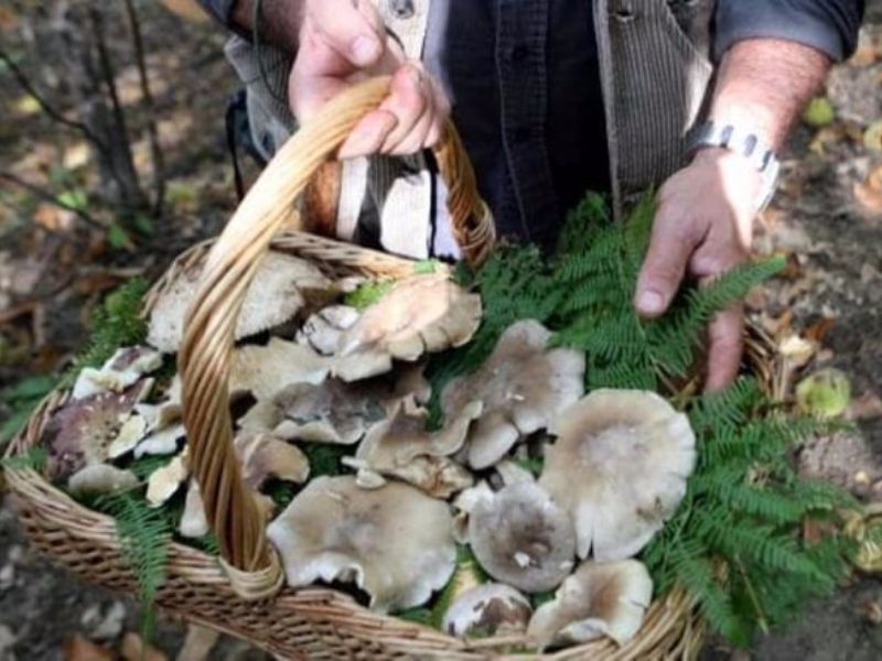 Bellaria. Intossicata dai funghi: donna muore, grave il marito