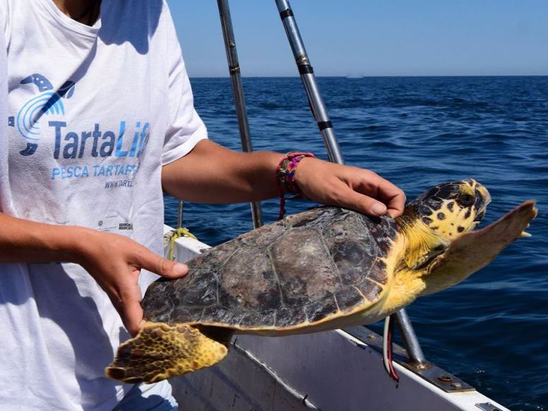 Riccione (Rn). Fondazione Cetacea: rilasciata in mare la tartaruga Koby