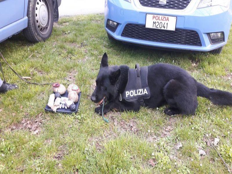 Rimini. Parco Cervi:  cane poliziotto trova un ‘tesoro’ di droga
