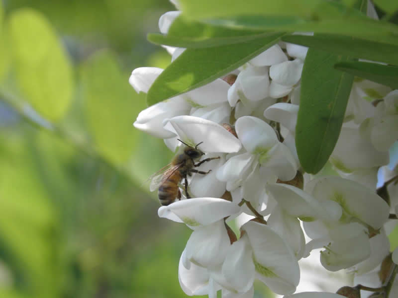 Gli apicoltori sammarinesi: “annata compromessa per il miele d’acacia. Si punta al millefiori”