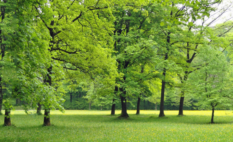 “I Cultori per l’Ambiente” nascono a San Marino