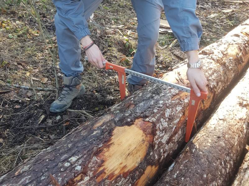 San Marino. Porta del Paese condanna il nuovo taglio degli alberi in Città