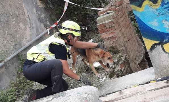 San Marino. Uno stage per formare cani da soccorso
