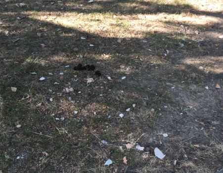 Rimini. Parco della cava rifiuti e poca luce, i residenti chiedono un intervento