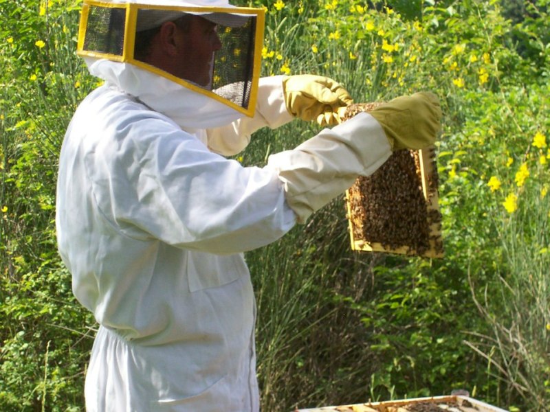 San Marino. Conoscere il mondo delle api e dell’apicoltura
