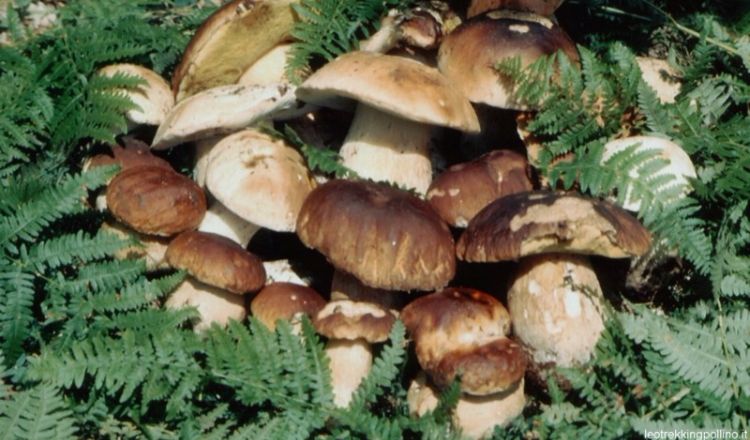 Tonnellate di funghi da San Marino alla Russia, appello per le false fatturazioni