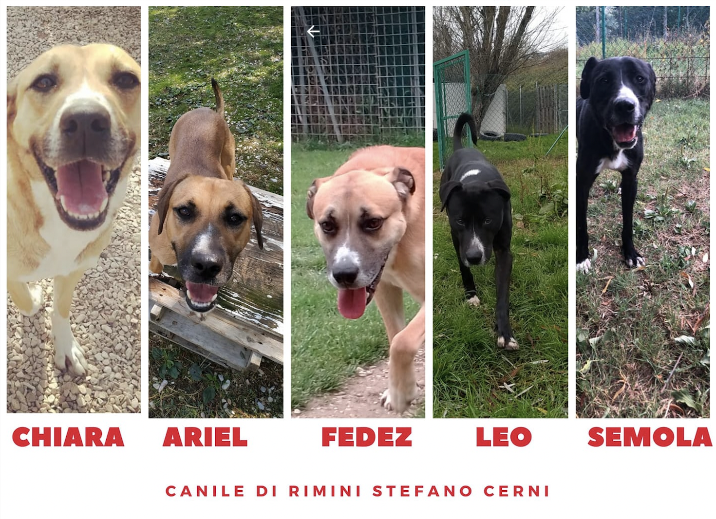 Nel 2021, 33 i cani sequestrati nel comune di Rimini. 2 i sequestri nei primi mesi del 2022