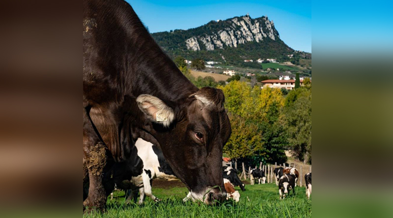 I soci della Centrale del Latte si mobilitano: “Domani sul Pianello con il nostro bestiame. Ci vogliono togliere la Centrale”